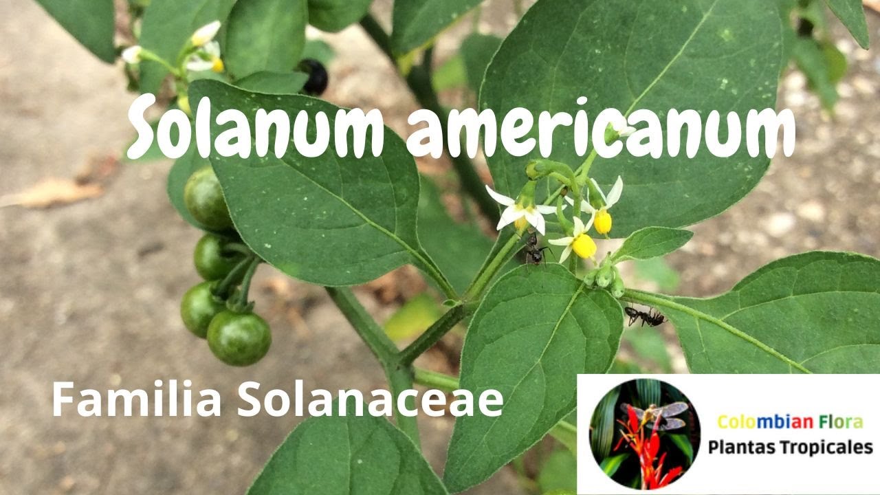 Solanum americanum или паслен, пищевое, лекарственное, токсичное тропическое растение. #пасленовые