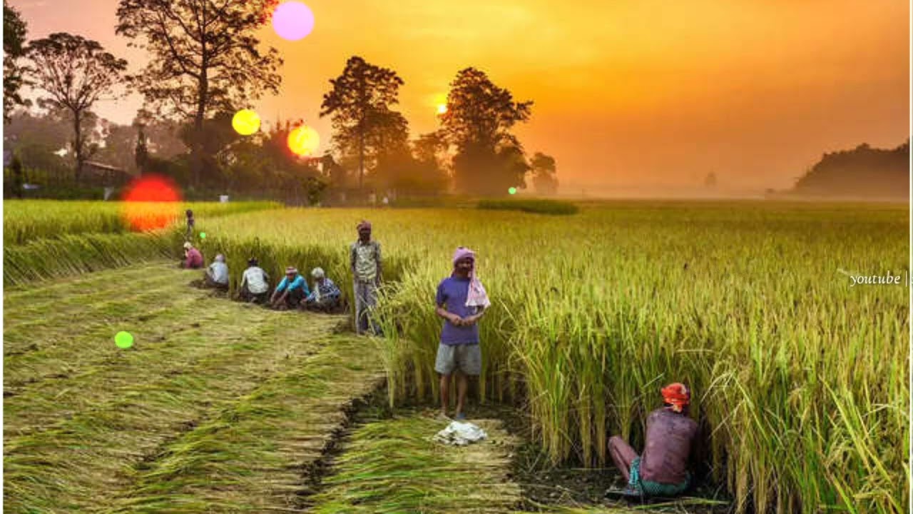 Agri sons