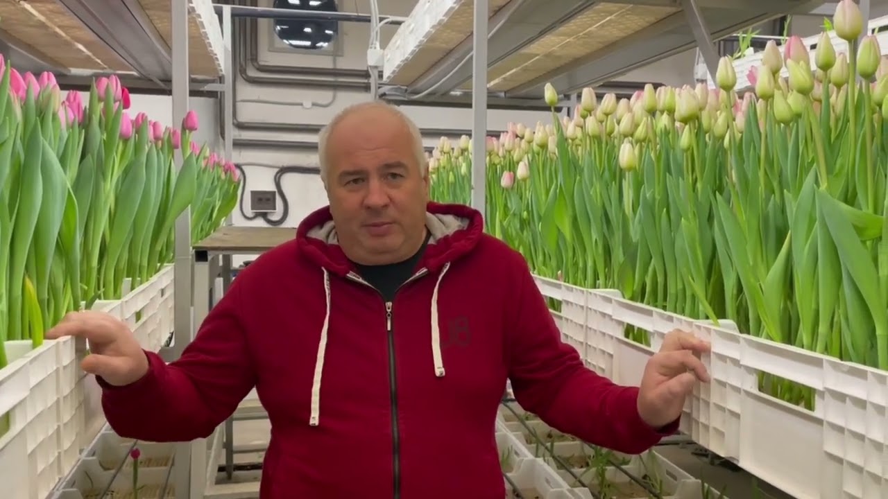 Поставка луковиц тюльпана С ОБРАТНЫМ ВЫКУПОМ  Выкупаем детку