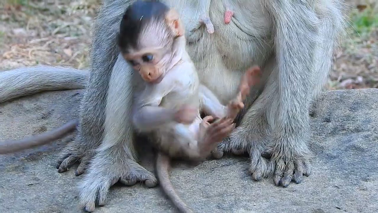 Tiny Baby Monkey Enjoying Family Time #animals