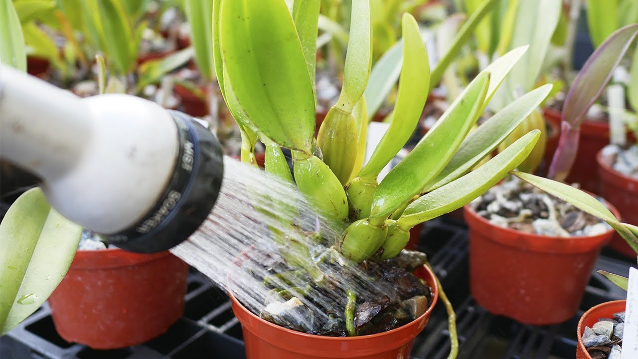 Was du über das Gießen von Orchideen wissen musst - Orchideen Wissen von A bis Z.