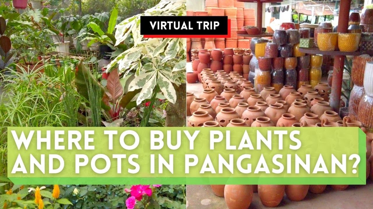 WHERE TO BUY CHEAP PLANTS and POTS ? | Pulido's Garden in Binalonan, Pangasinan, Philippines