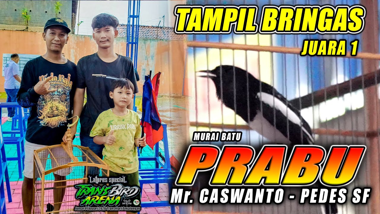 KACER PRABU MILIK Mr. CASWANTO NGAMUK SIKAT HABIS LAWAN || RAIH JUARA 1