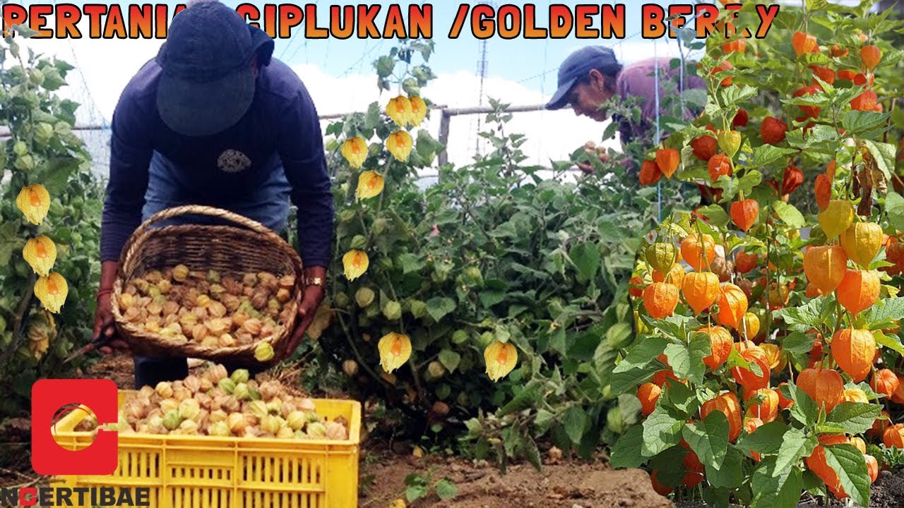 Pertanian Modern Golden berry atau ciplukan di Meksiko