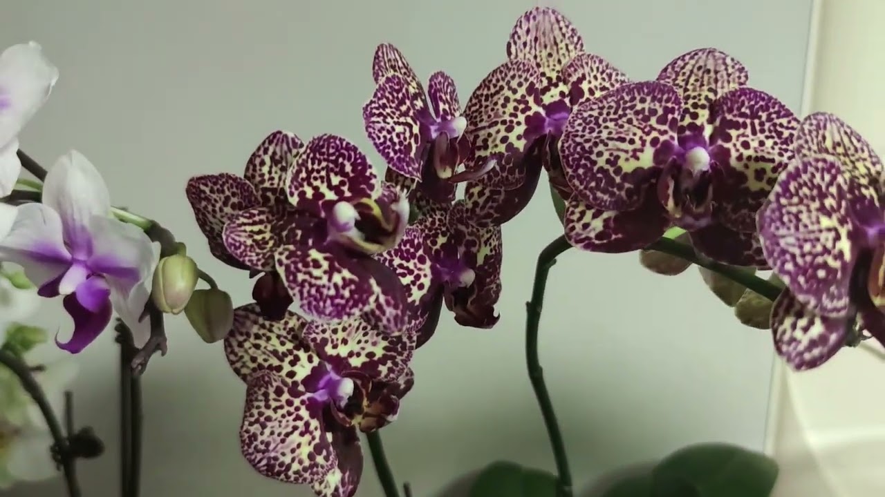 分享蝴蝶蘭四種方式種植 #orchidshare #orchids​ #蘭花 #蝴蝶蘭爛根 #蘭花水培