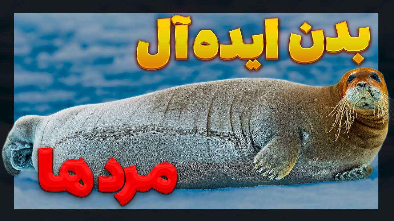چرا به فیل دریایی لقب ارباب ساحل دادن؟