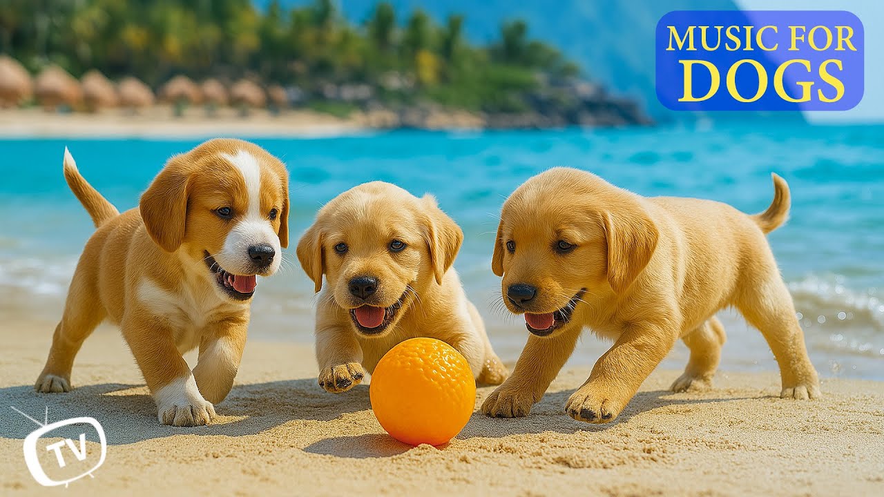 DOG MUSIC 🎵 Soothing Dog Music🎶 Calming Music for Dogs , Sleep & Anxiety Relief 🐾