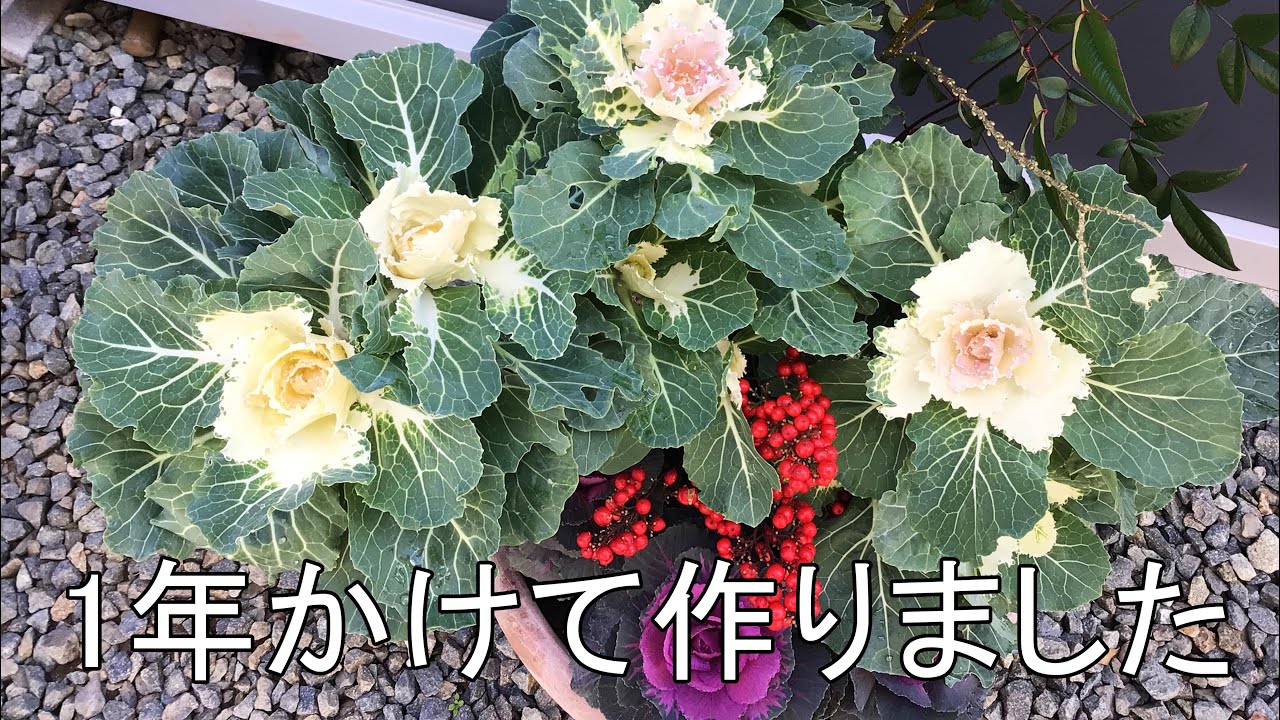 踊り葉牡丹の春夏秋冬　1年かけて踊り葉ボタンを作りました。