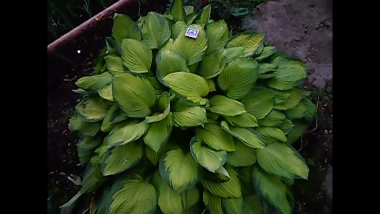 Краткое видео моих красот🥰