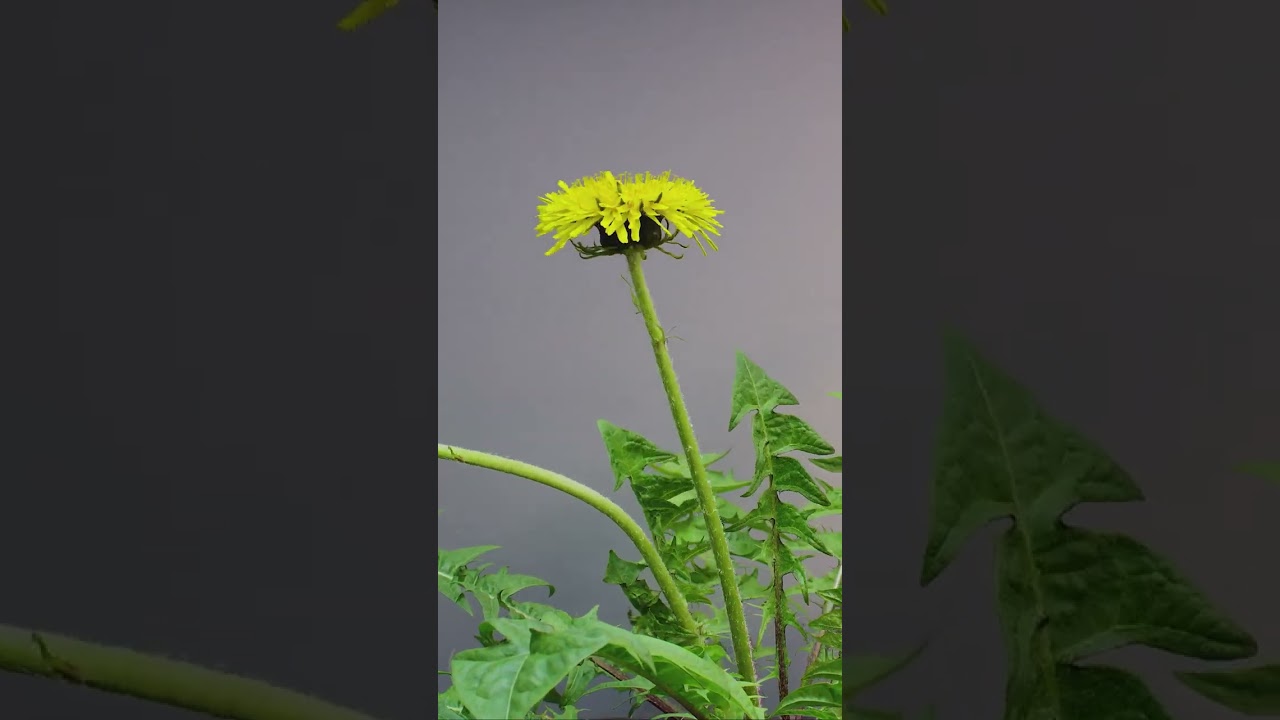 Dandelion Timelapse ( 1 Year in 1 Minute )