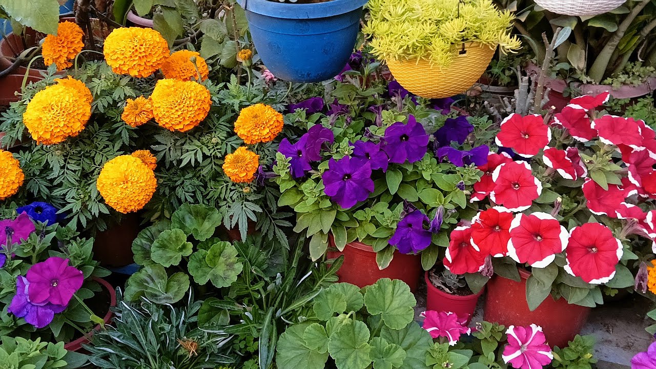 बसंत पंचमी से फरवरी तक इन कटिंग को जरूर लगा लीजिए cutting se lagne wale beautiful plants