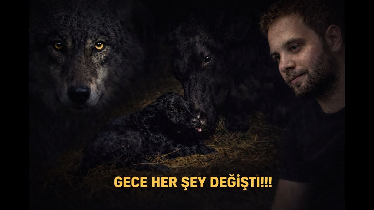 GECE ÇÖKÜNCE ÇIFTLIKTE NE OLDU? İLK DOĞUM ANINA ŞAHIT OLDUK