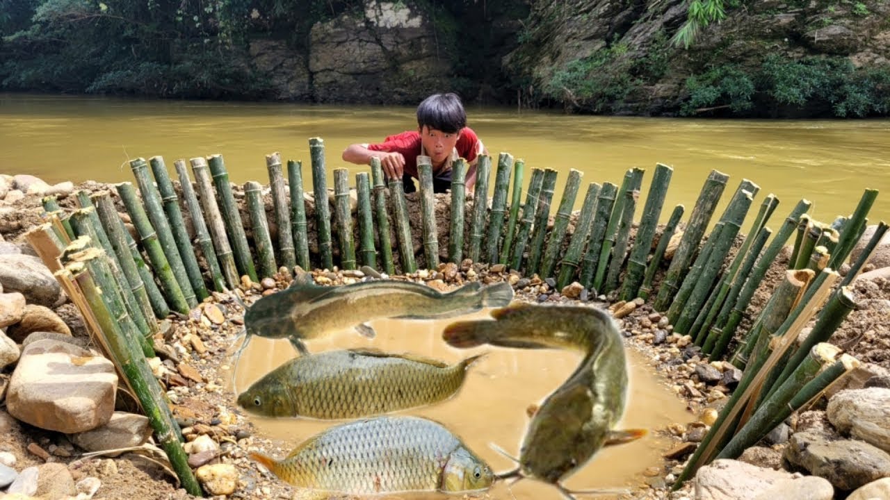 Full video of 15 days of making fish traps, and catching many big fish in the stream.
