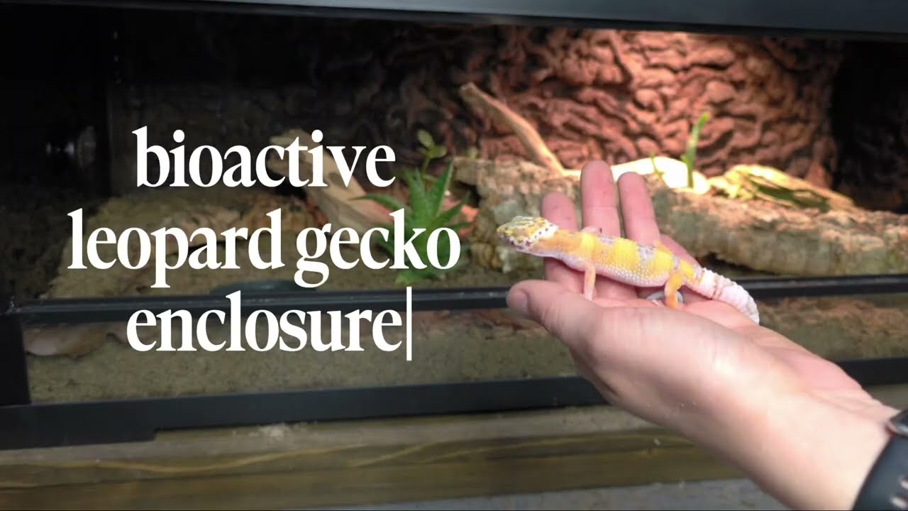 Building a Bioactive Leopard Gecko Enclosure (Step-By-Step) - FOR BEGINNERS