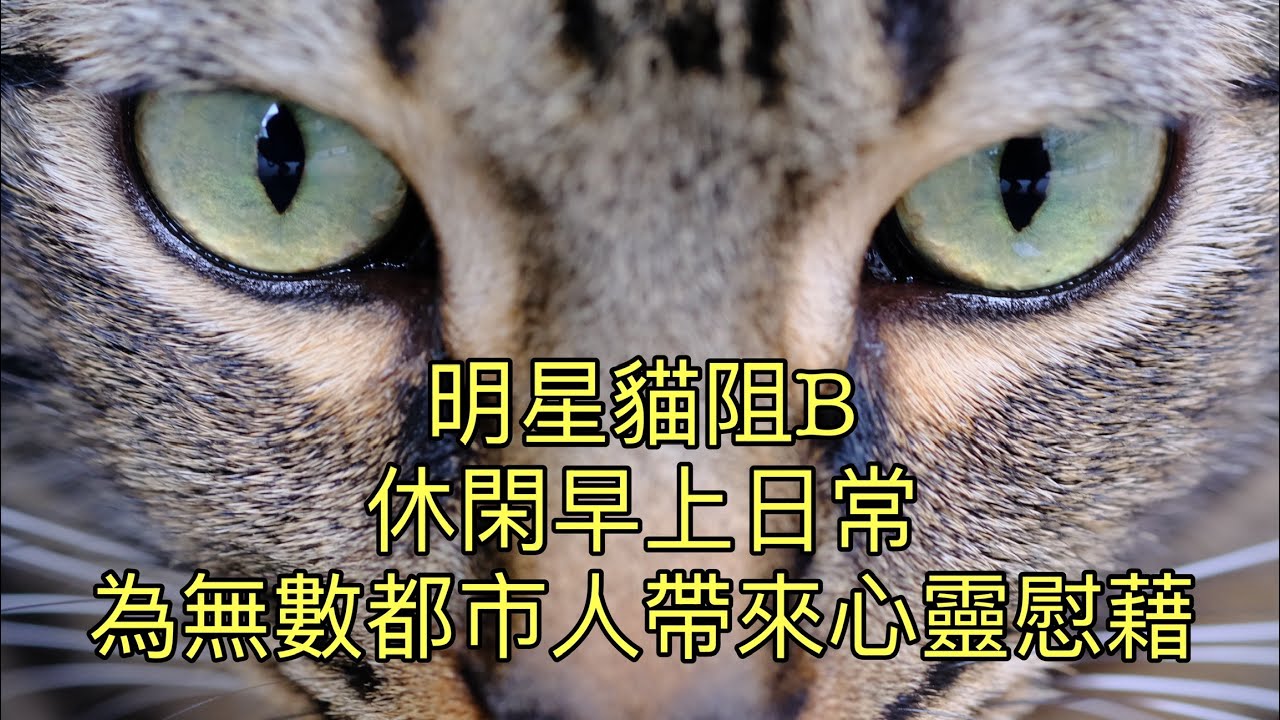 明星貓阻B 休閑早上日常 為無數都市人帶來心靈慰藉