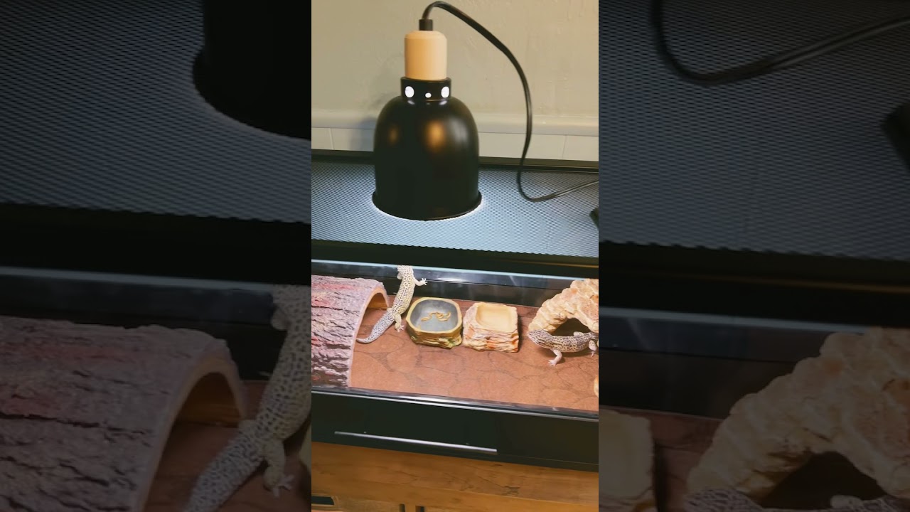 #leopardgecko/They are Exploring on their 20 Gallons Terrarium/Gary & Roxy