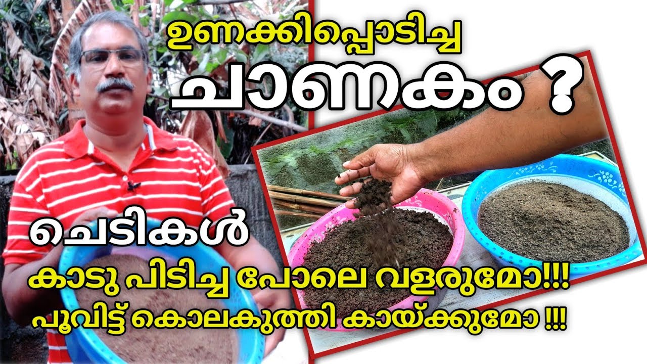 കമ്പോസ്റ്റ് ചെയ്ത ചാണകം ചെടികൾക്ക് നൽകുമ്പോൾ ഉള്ള ഗുണങ്ങൾ | Best organic Fertilizer for all plants