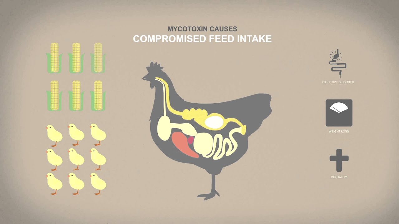 Nutriad Mycotoxin Management