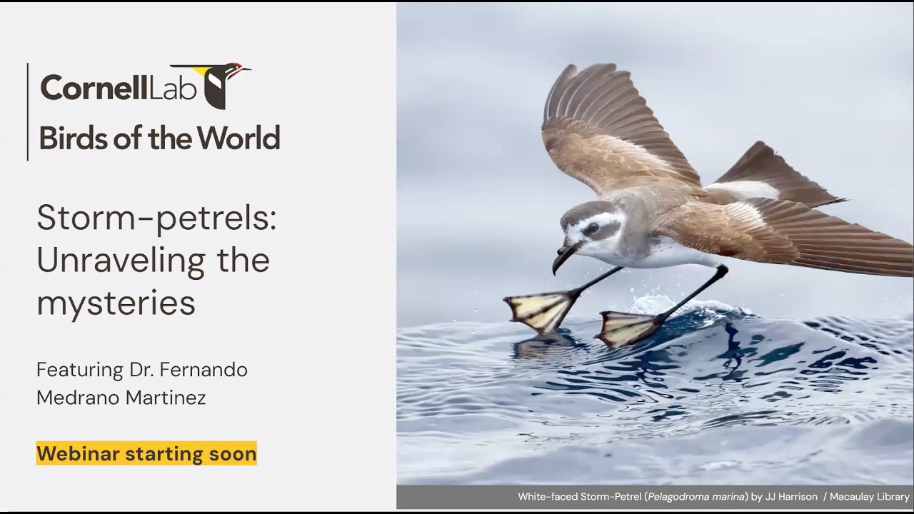 Unraveling the mysteries of storm-petrels, Smallest seabirds in the world w. Fernando Medrano