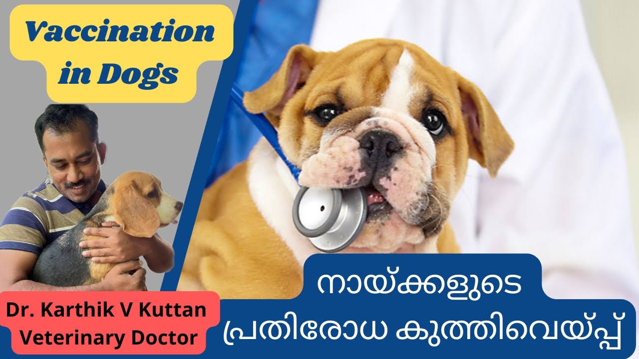 Dog vaccination malayalam|Dog vaccination 9 in 1|Puppy vaccination|Dog vaccination price #dogvaccine