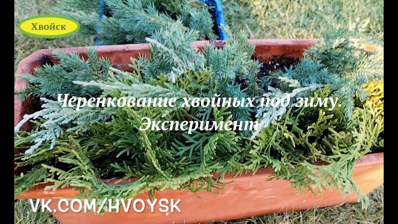 Черенкование хвойных под зиму. Можжевельники, туи. Хвойск.