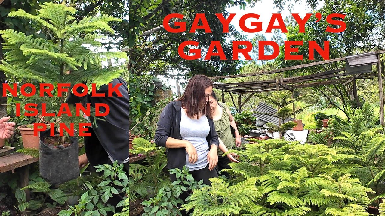 Gaygay's Garden Kitaotao - Davao - Buda National Hwy