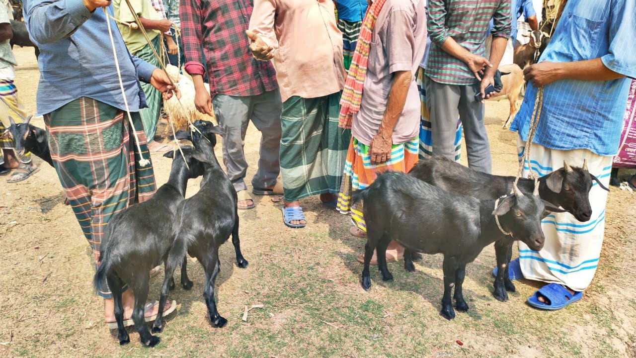 ১৪ মার্চ ২৬ ছাগলের হাট। কাইতলা হাট। ছাগলের দাম। ছাগলের বাজার। Goat Price in Bangladesh । 