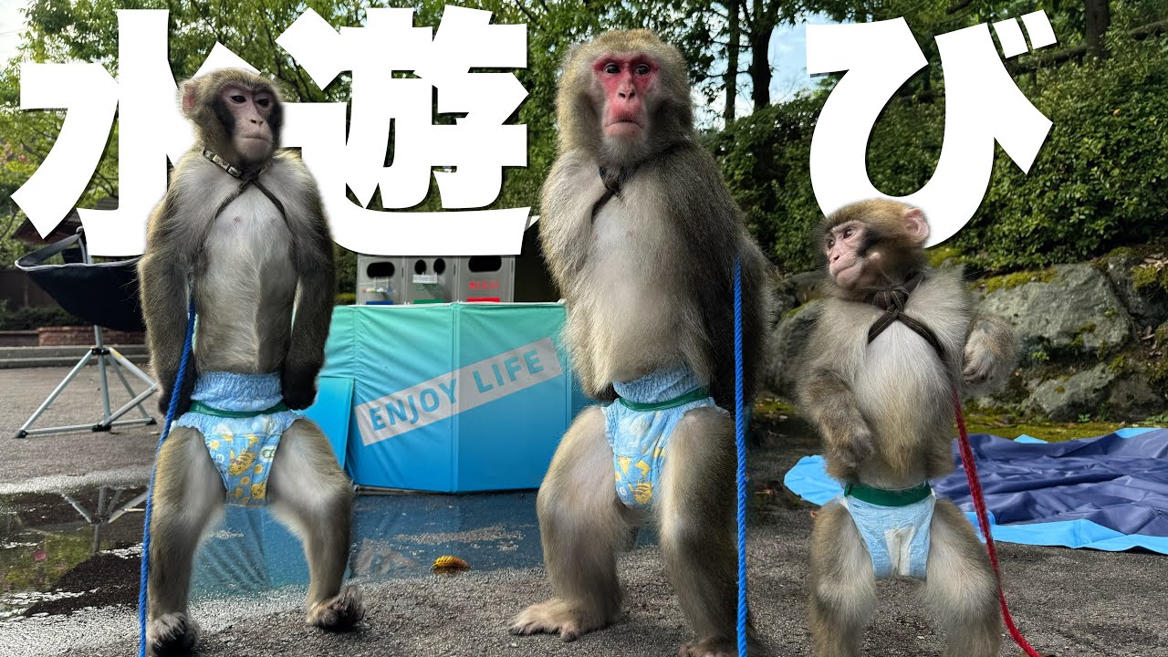 お猿さんも人間のように水遊びをしますが、楽しそうでとても可愛いかったです