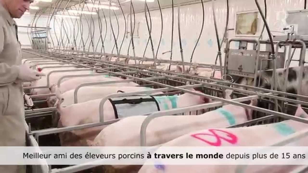 Contact-O-Max : Le système de stimulation, de détection des chaleurs et des retours le plus efficace