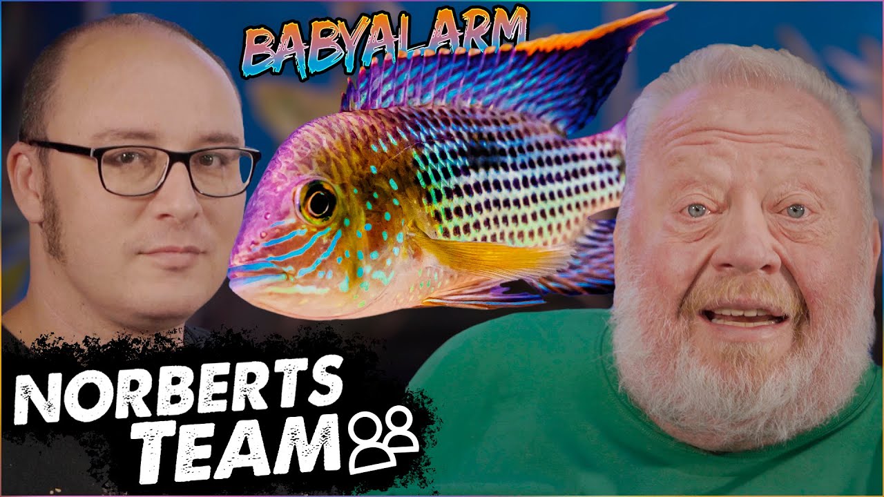 GOLDSAUM-BUNTBARSCH | NORBERTS TEAM | Zoo Zajac