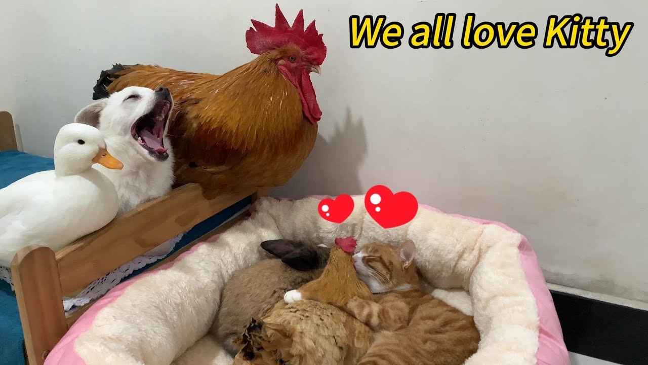 The hen, the rabbit, the puppy, the duck, and the rooster all came to visit Kitty. A happy family.