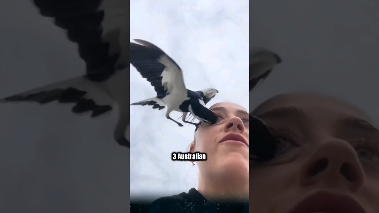 Sroka australijska to bardzo niebezpieczny ptak, o kt&oacute;rym możesz nie wiedzieć. #sroki