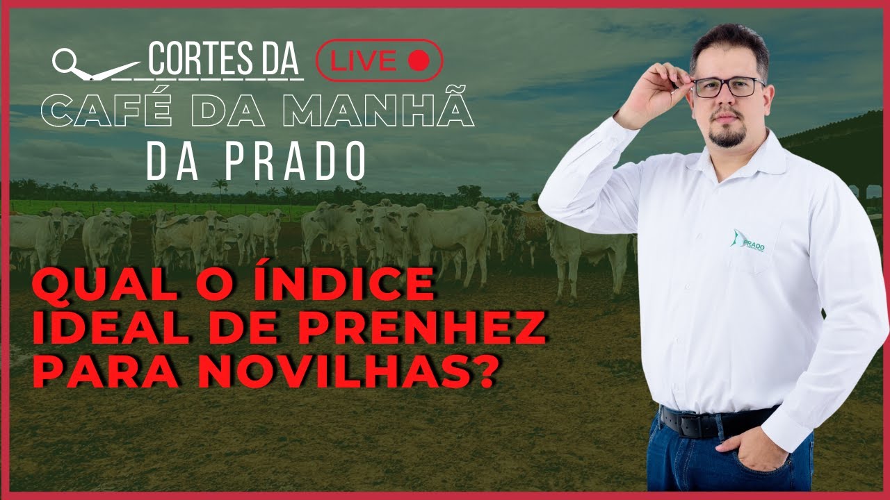 Qual o &Iacute;NDICE ideal de PRENHEZ para NOVILHAS?