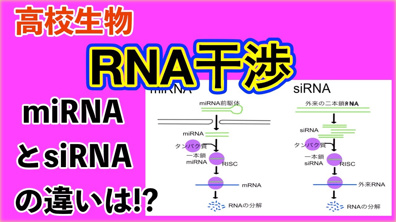 高校生物「RNA干渉（RNAi)」