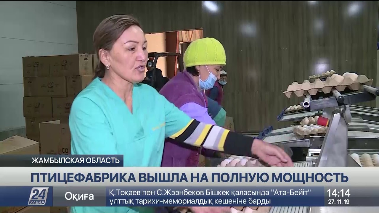 На полную производственную мощность вышла птицефабрика в Жамбылской области