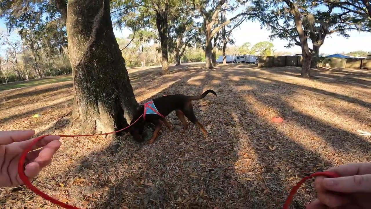 AKC Excellent Exterior Search - Qualifying run - 6th Leg 