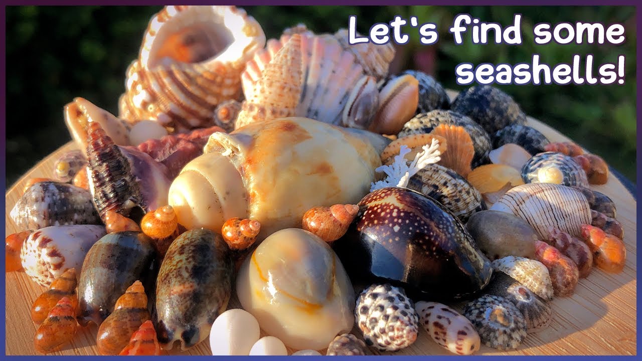 Finding Seashells at Dawn | Microshelling on the Sand [Virtual Shelling]