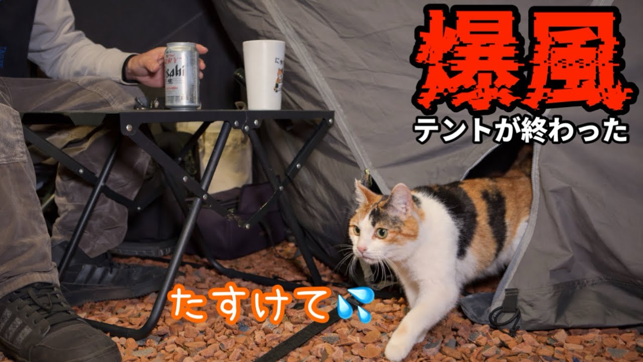 強風の中突如現れた猫。テント崩壊！怯える猫！もうめちゃくちゃ！！