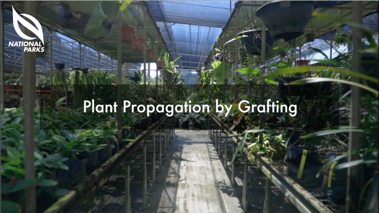 Plant Propagation By Grafting