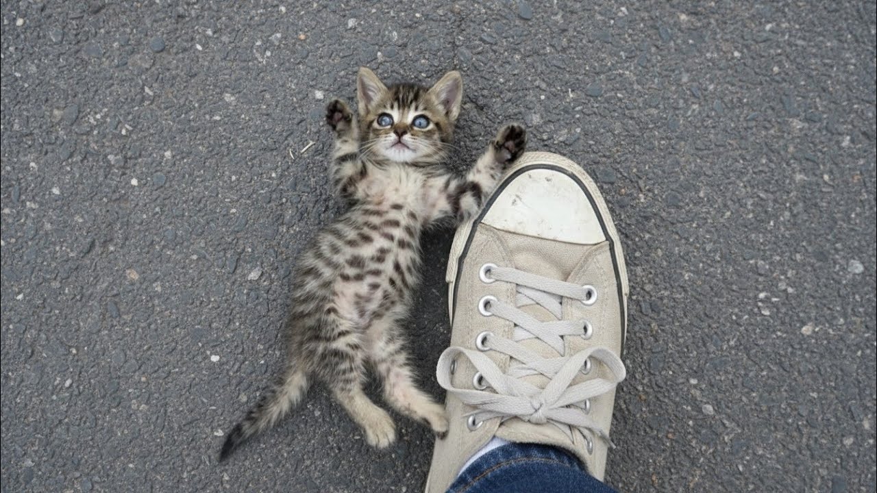 He Refused to Let Go… So I Took Him Home 🐾