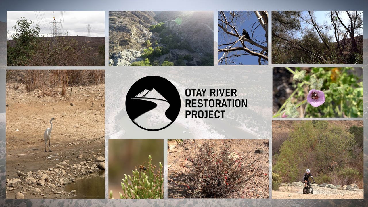Restoring Endangered Species Habitats on the Otay River