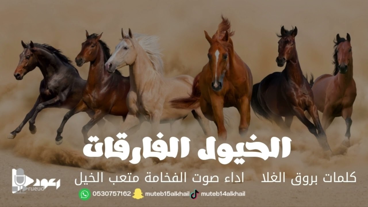 شيلة الخيول الفارقات آداء صوت الفخامه متعب الخيل جديد2024حصرياً