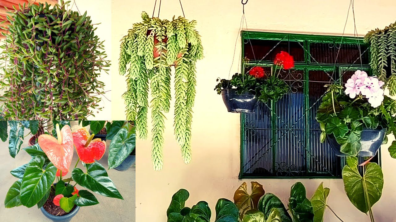 Minhas Plantas de Sombra e Pendentes!