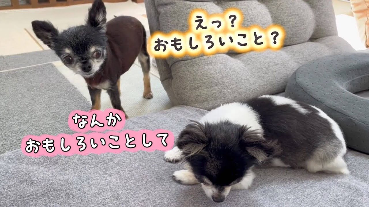 【チワワ】暇なたまちゃんの無茶ぶりに、応えようとするこっちゃん#チワワ#ほのぼの動画#可愛い動画