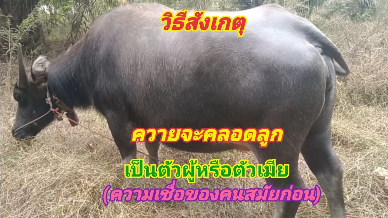 วิธีสังเกตุดูว่า ควายที่ท้องจะคลอดลูกเป็นตัวผู้หรือตัวเมีย ( ความเชื่อของคนสมัยก่อน) 14/2/63