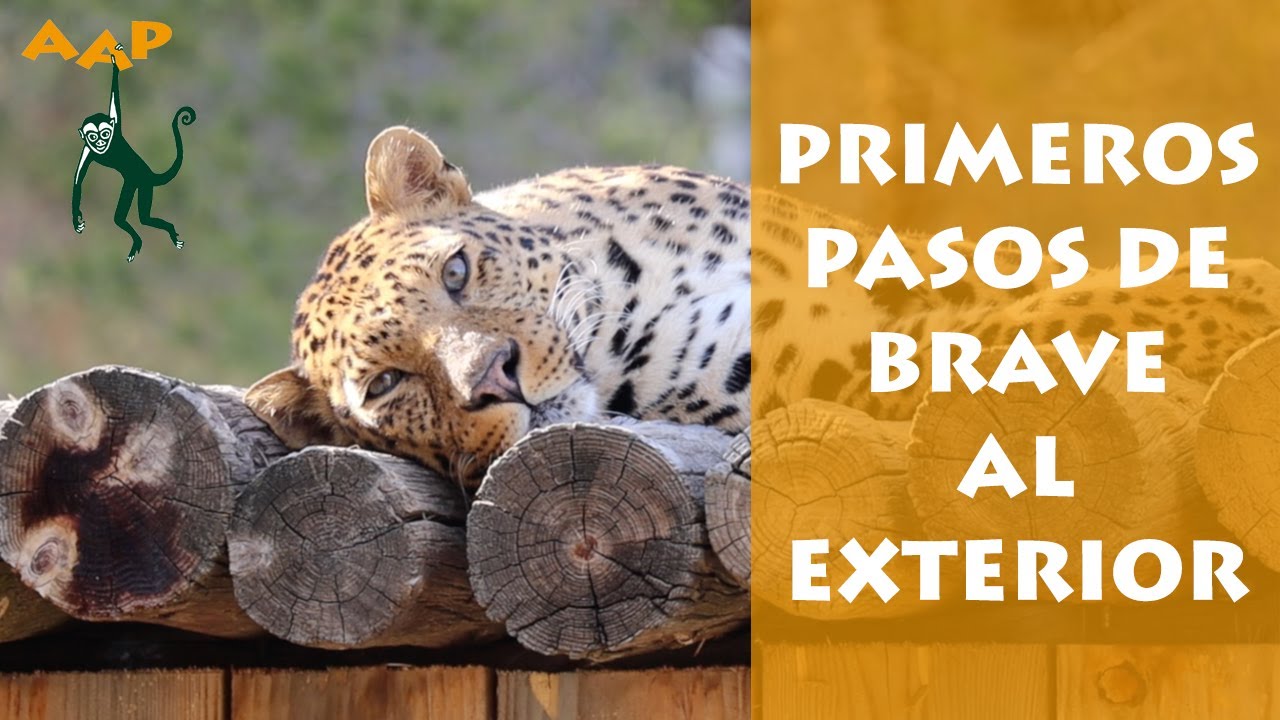 El leopardo Brave, rescatado de Ucrania desnutrido, da sus primeros pasos al exterior - AAP