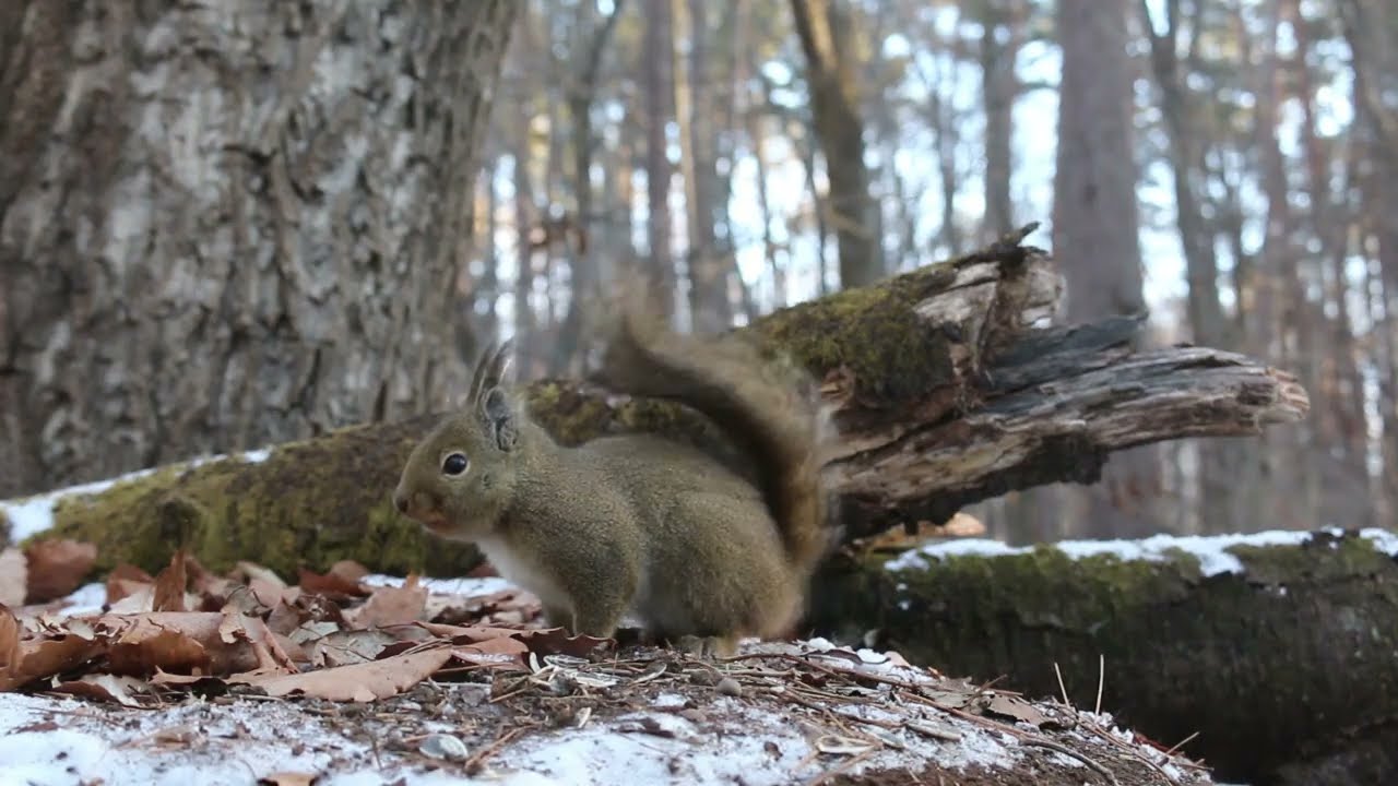 今日のニホンリス　２月１日