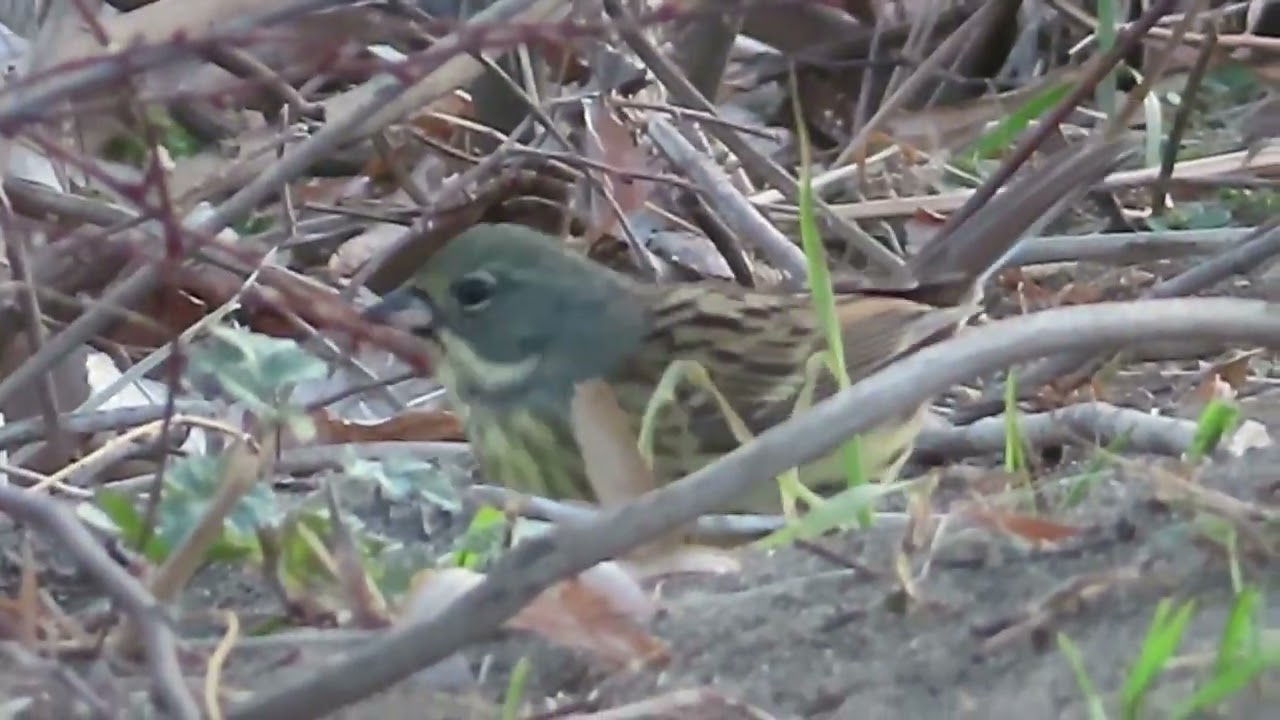アオジ_70_癒し_新横浜公園_Black-faced bunting_4K