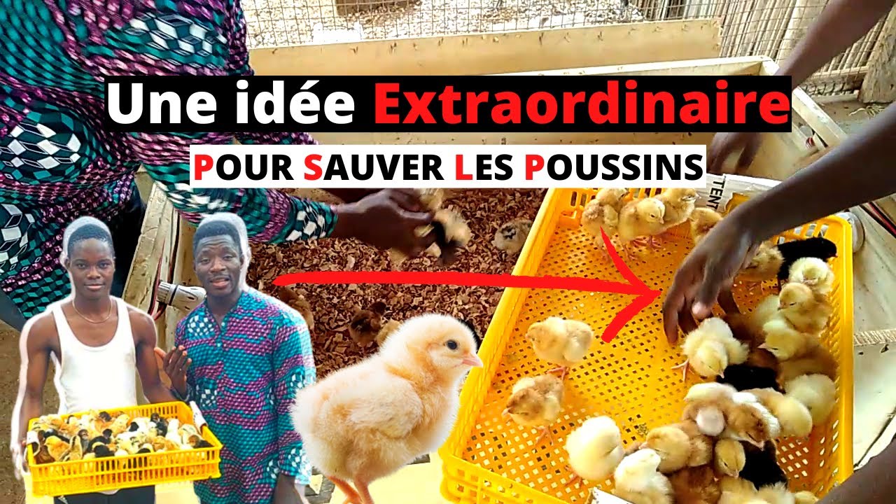 Conseil Élevage 01: COMMENT BIEN Démarrer les POUSSINS GOLIATHS (élevage poulet goliath et locaux)