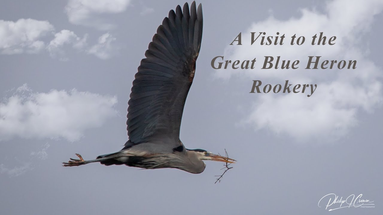 Great Blue Heron Rookery